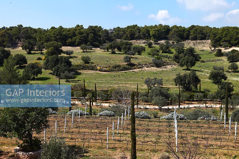 View of vineyard, Greece
