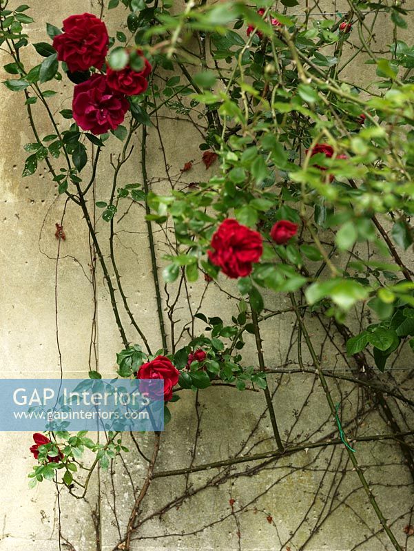 Roses growing up wall