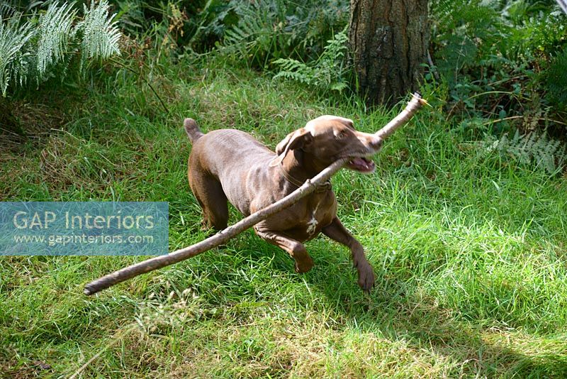 Pet dog playing with stick
