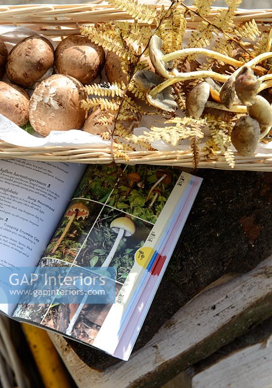 Basket of foraged mushrooms and nature book