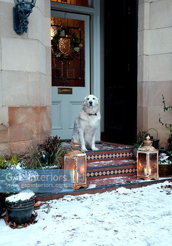 Dog sitting on doorstep at christmas