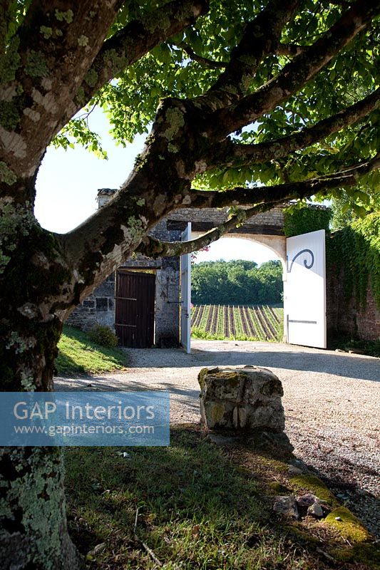 View through gate to vineyard