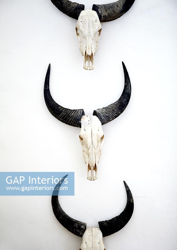 Wall mounted animal skulls