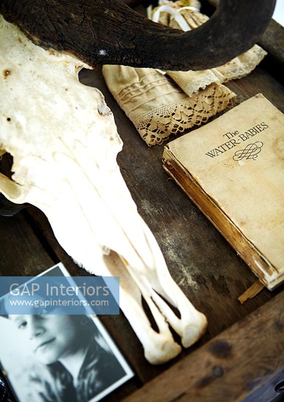 Animal skull and vintage memorabilia
