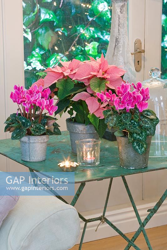 Pink Cyclamen and Poinsetties in galvanized pots on metal table