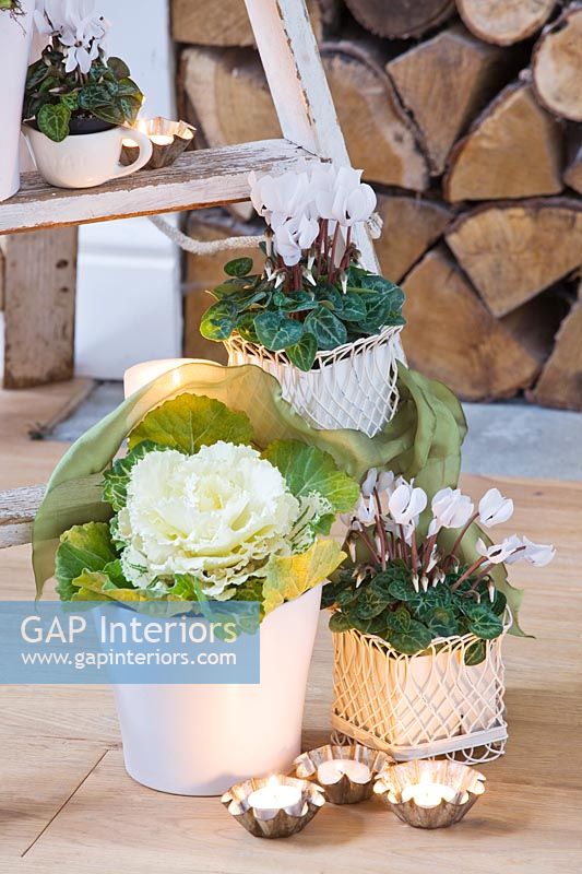 White Cyclamen and Ornamental cabbages in pots