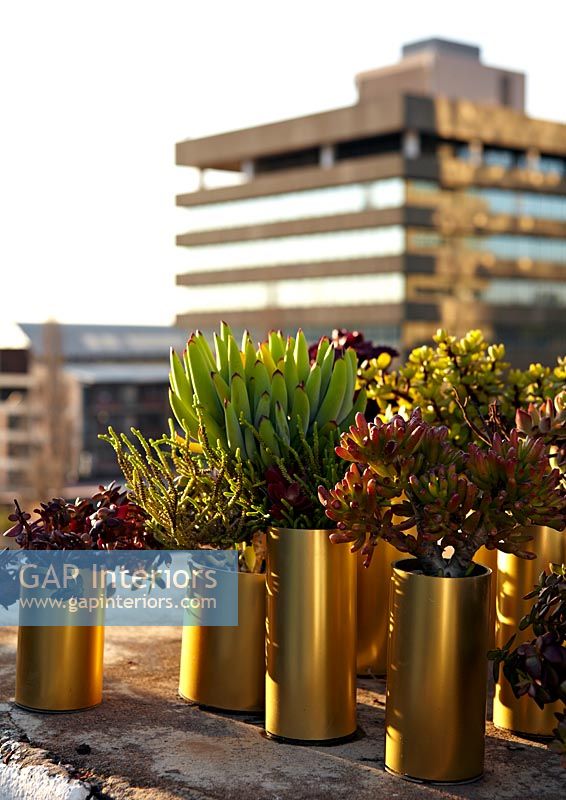 Succulent plants in gold pots