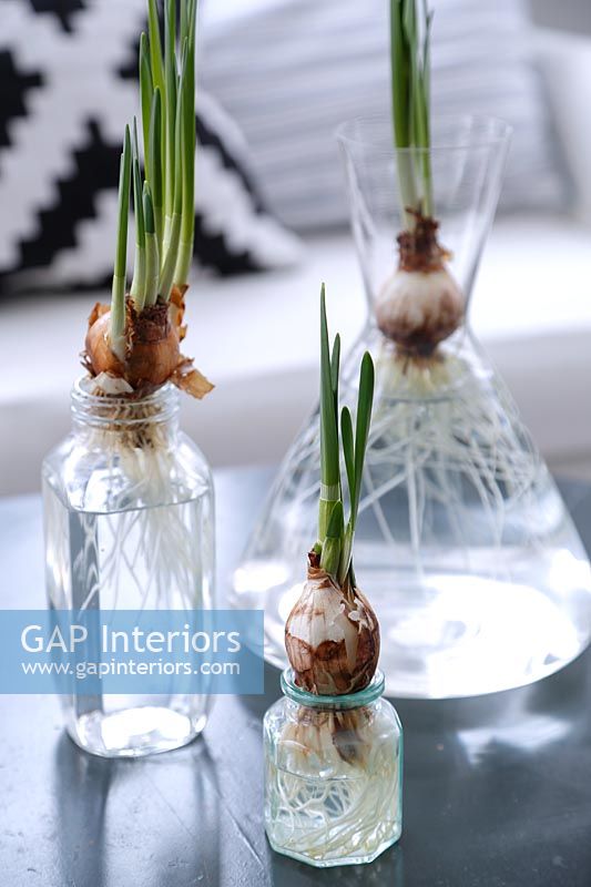 Bulbs in glass containers