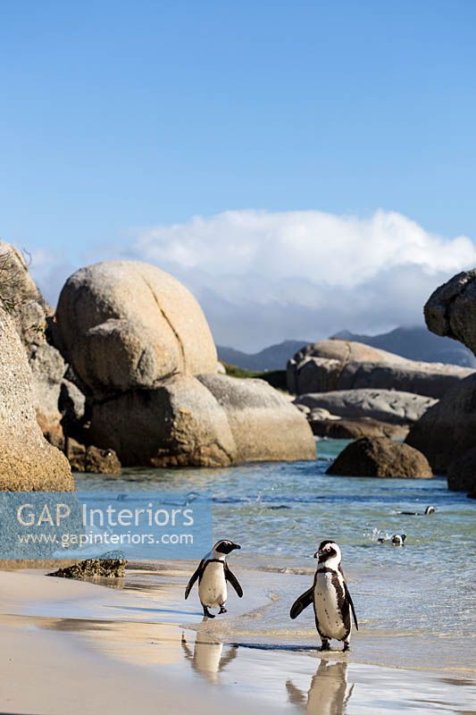 Penguins on beach, Simons Town, South africa