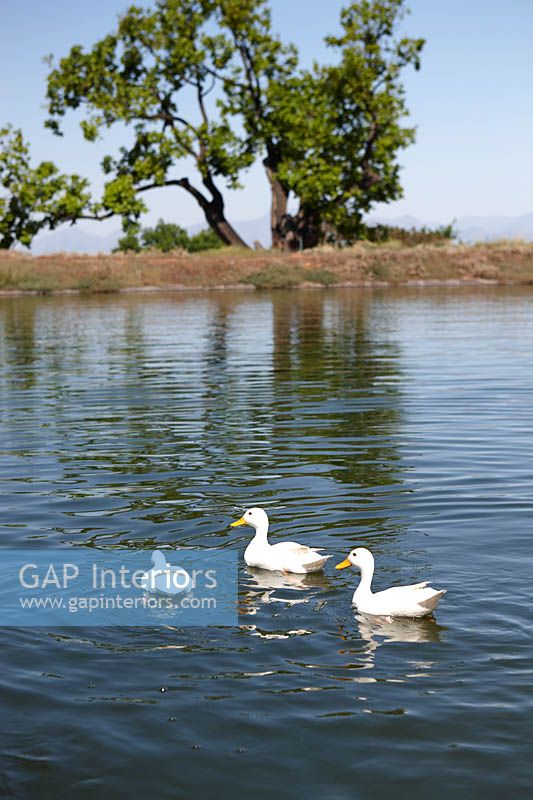 White ducks on lake, Langeberg mountains, South Africa