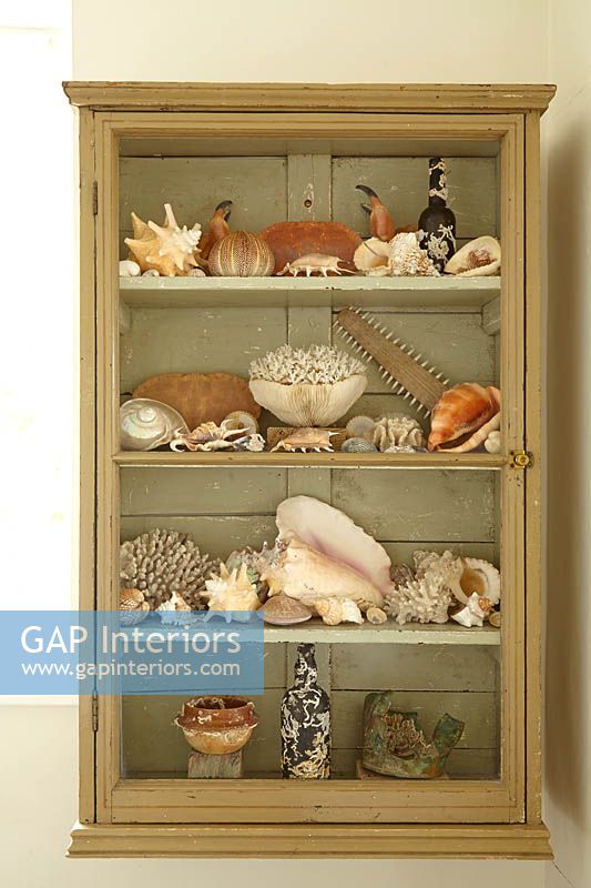 Shell collection in wooden cabinet
