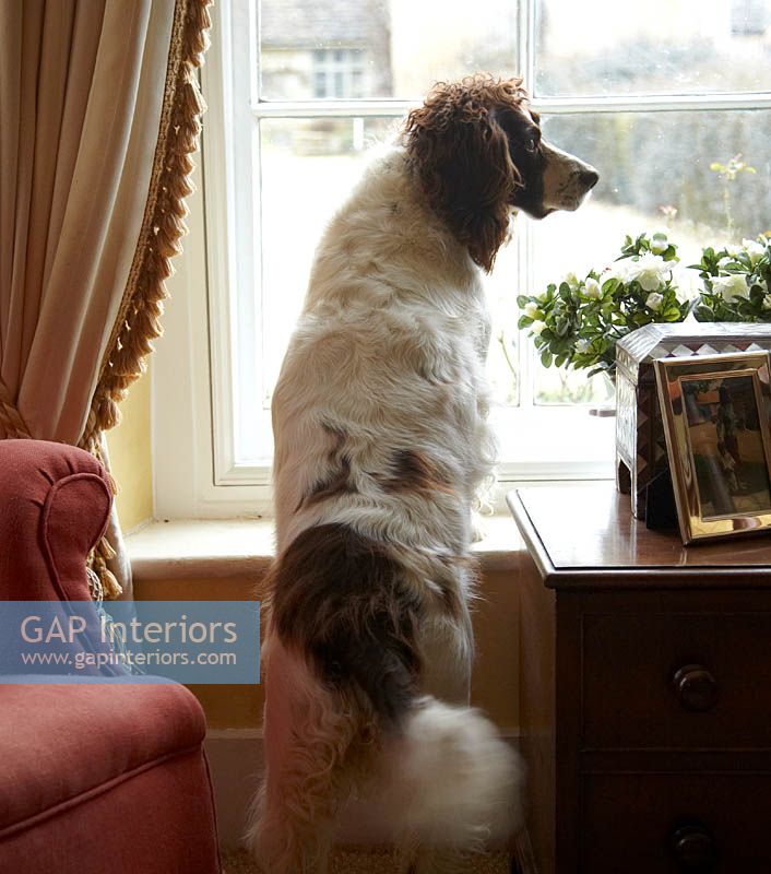 Spaniel looking out of window