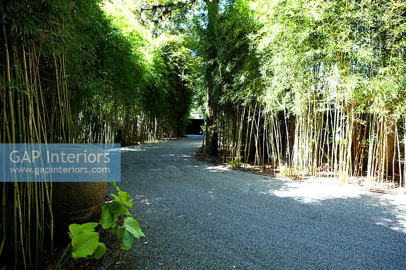 Gravel drive flanked by bamboo plants