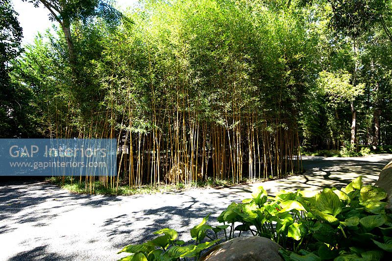Gravel drive flanked by bamboo plants
