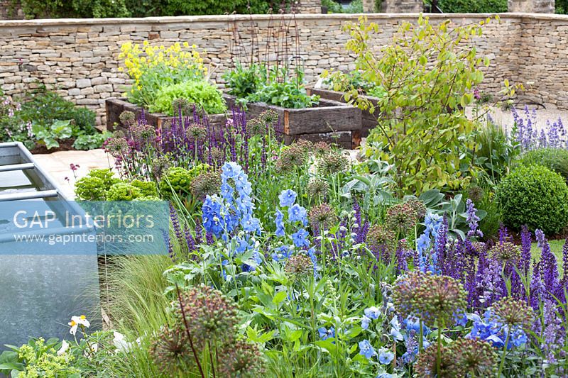 Colourful garden border with Alliium, Catmint and Delphinium flowers