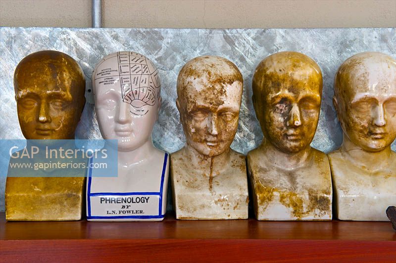 Phrenology busts