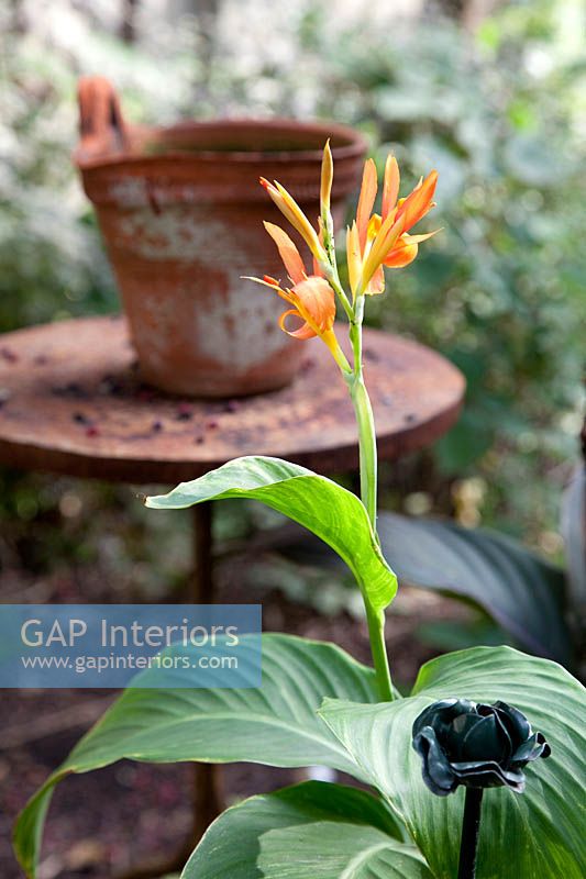 Canna lily in flower