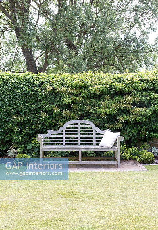 Classic wooden bench by hedge