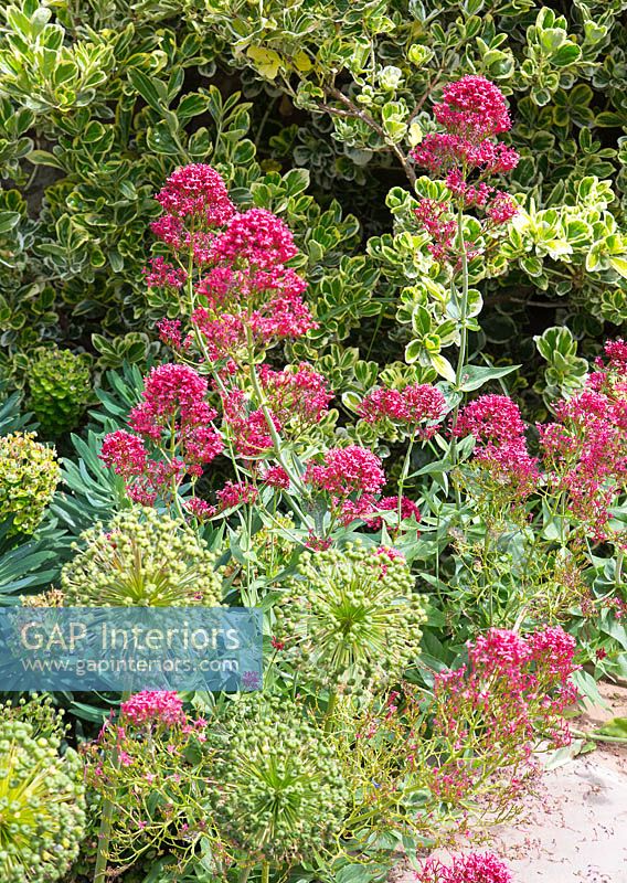Valerian flowering in garden border