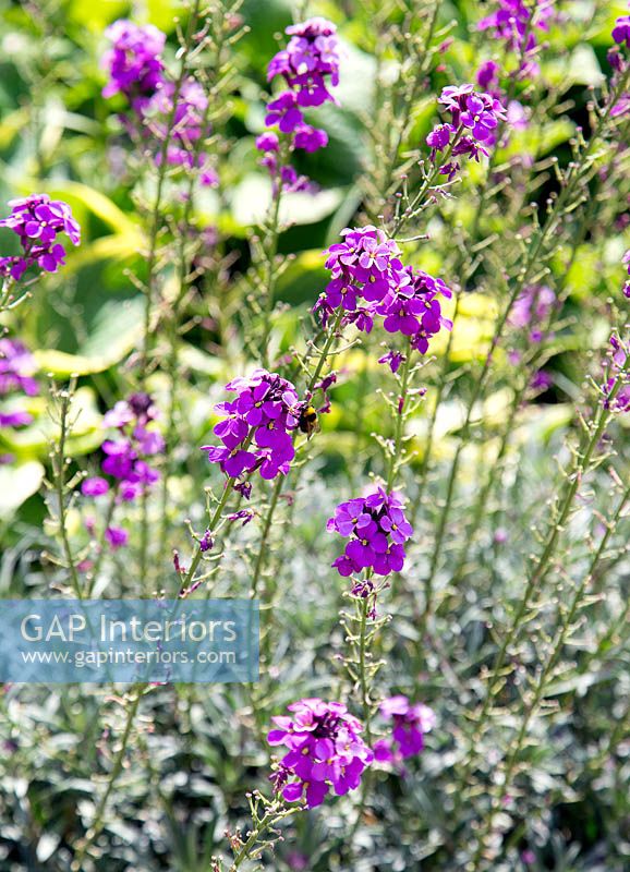 Erysimum flowering in garden border