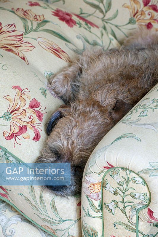 Terrier dog lying on floral sofa