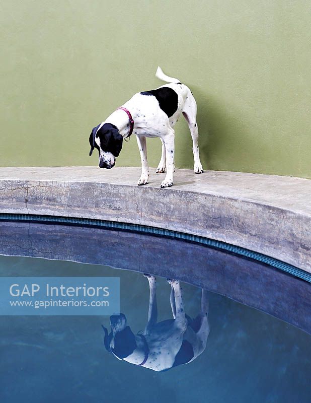 Dog staring into pool