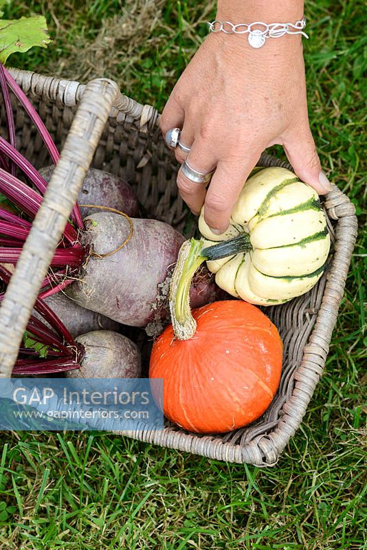 Placing freshly picked vegetables in basket