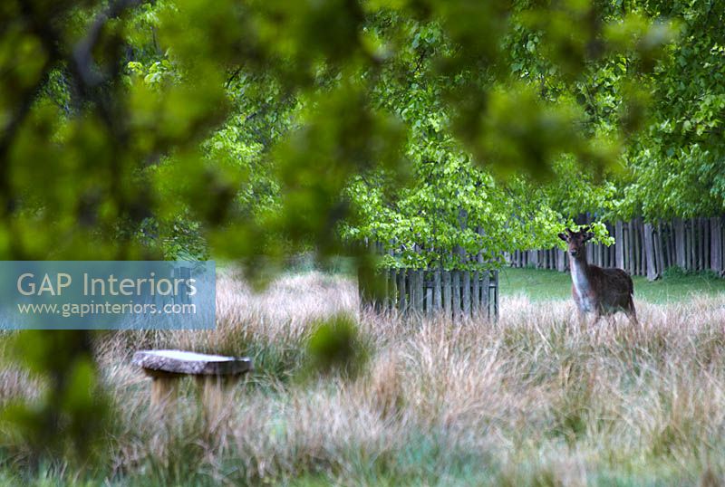 Young stag in park