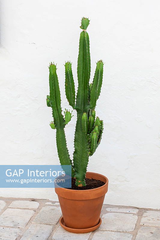 Cactus in clay pot against whitewashed wall