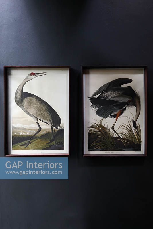 Ornithological paintings