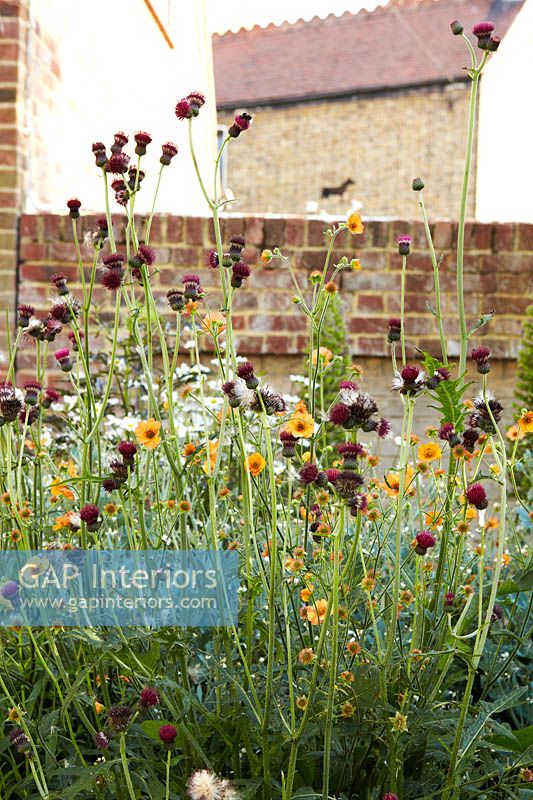 Geum and Centaurea flowers in garden border