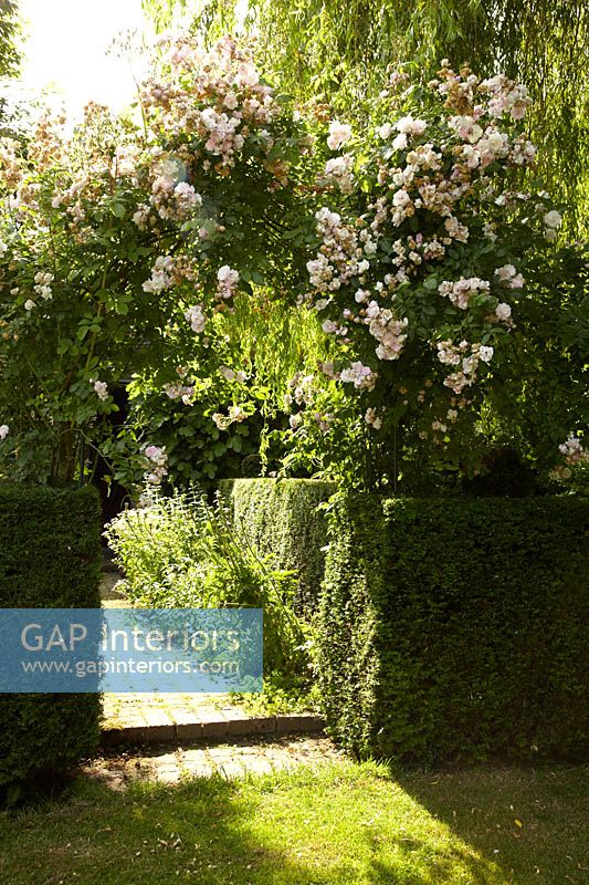 Climbing Roses growing over arch