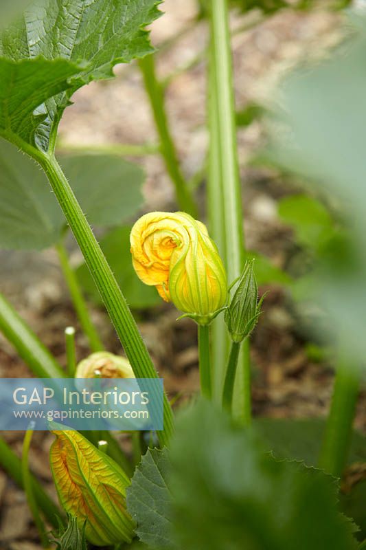 Courgette plant in flower