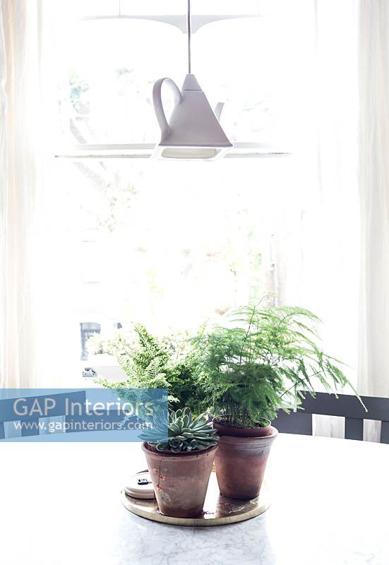 Houseplants on dining table