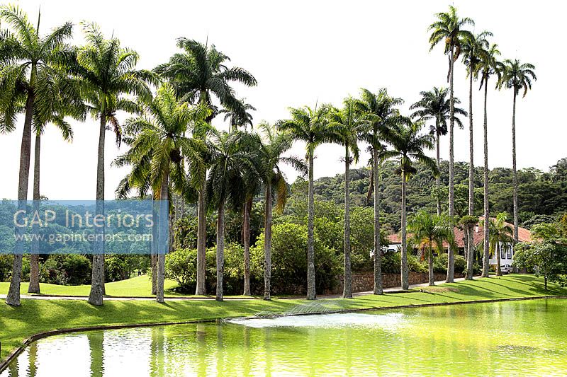 Tropical garden with lake