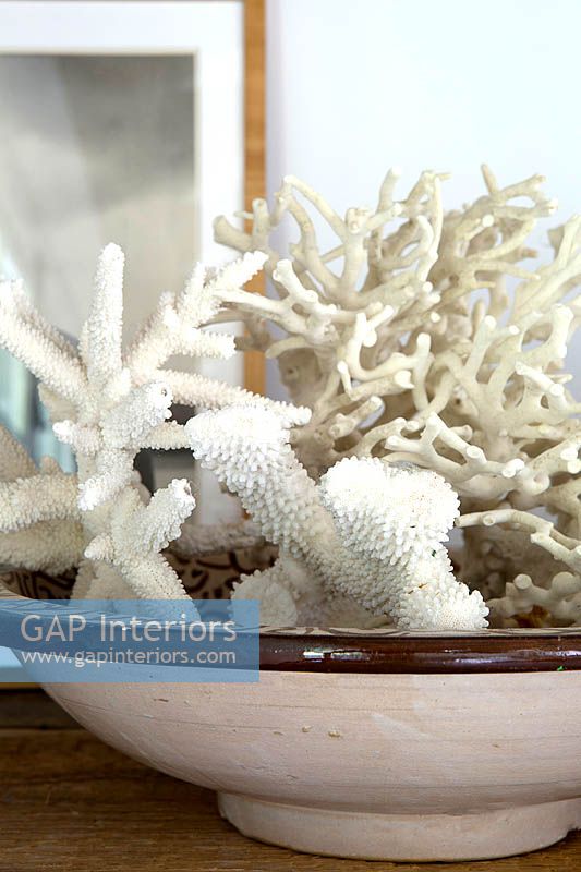 Corals in bowl