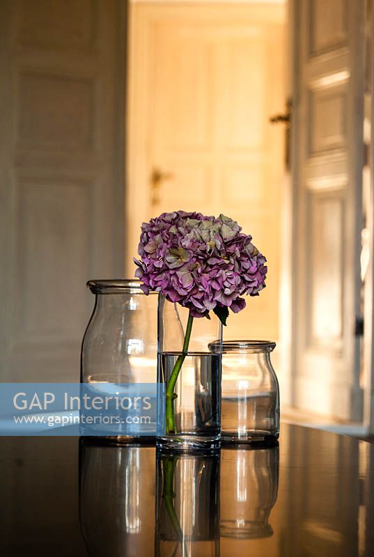 Hydrangea flower in glass vase