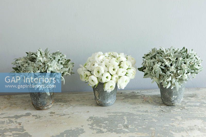 Metal containers with white Ranunculus flowers