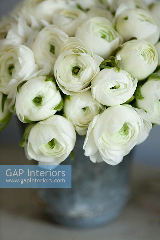 Metal container with white Ranunculus flowers