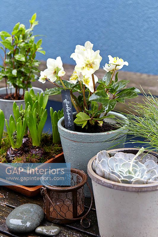 Hellebore plant in glazed pot