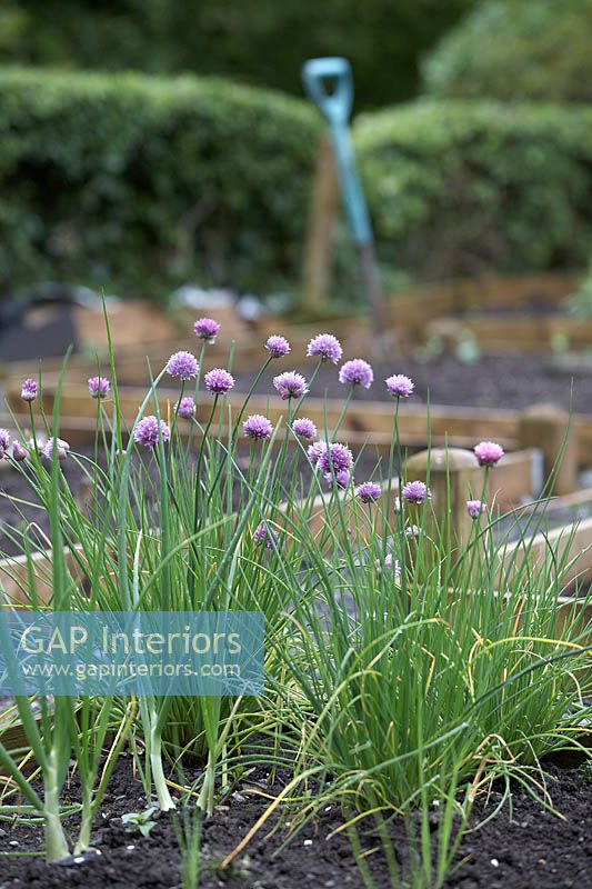 Chives growing in raised bed