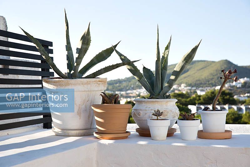 Pot plants on roof terrace