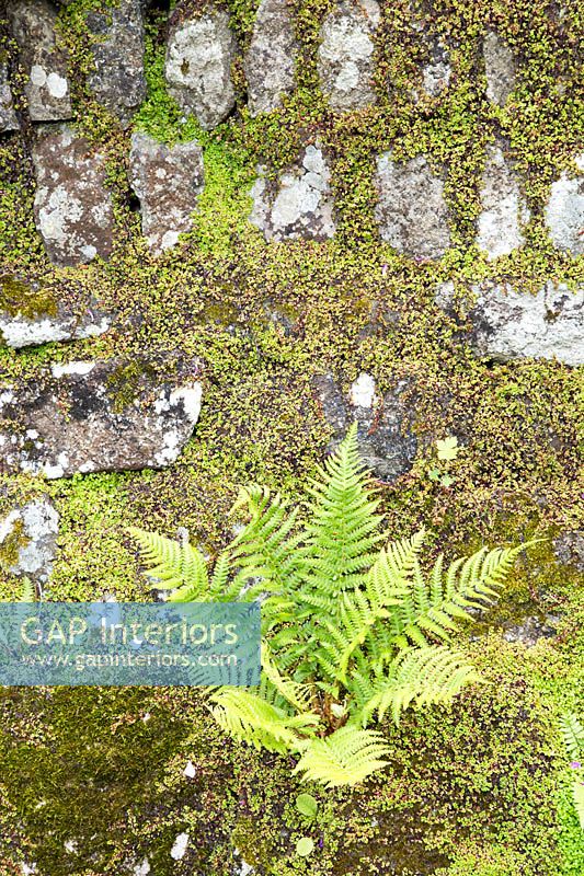 Fern growing on mossy wall