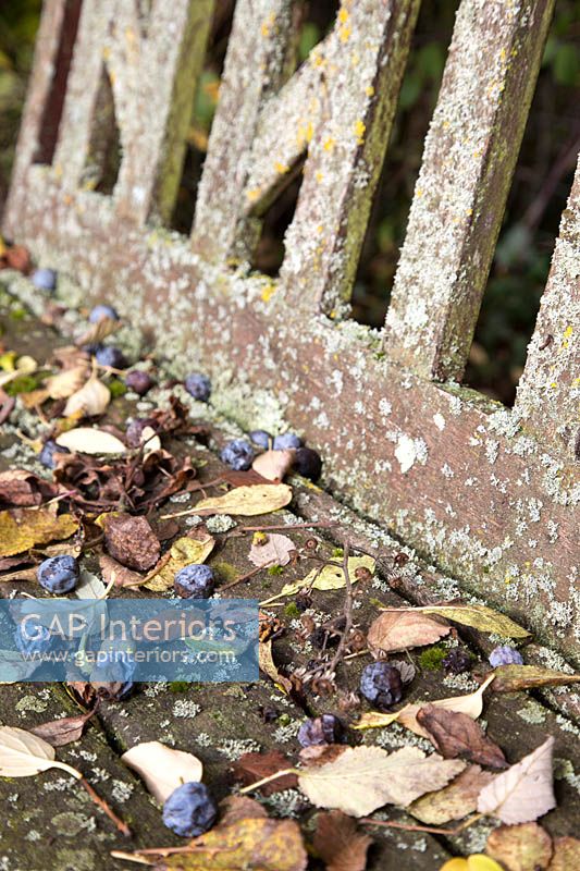 Fallen leaves on garden bench