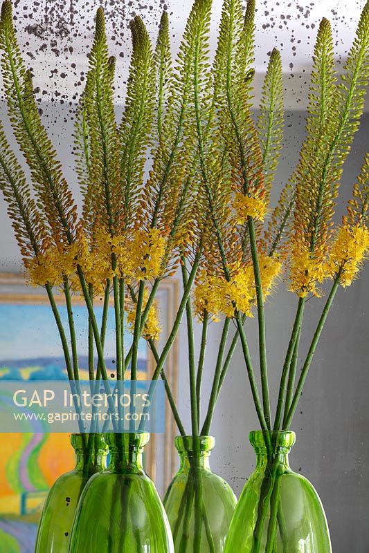 Fox tail lily flowers in green vases