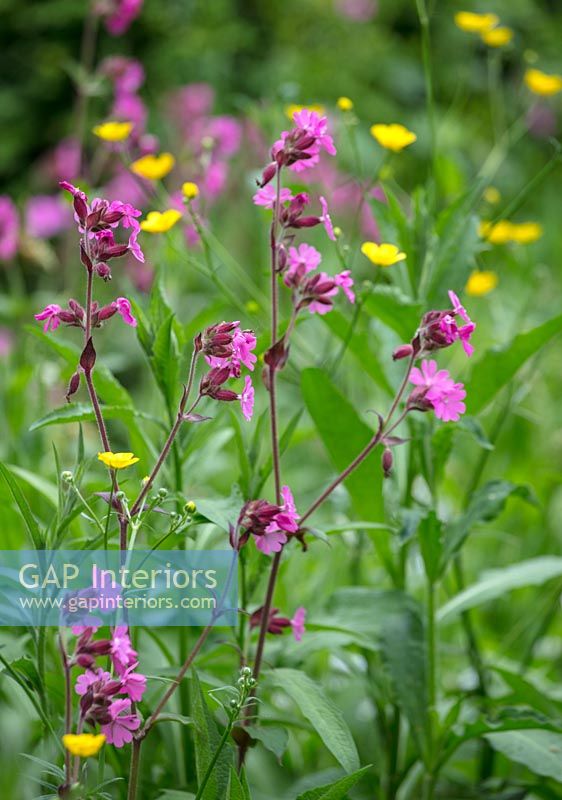 Red Campion flowers