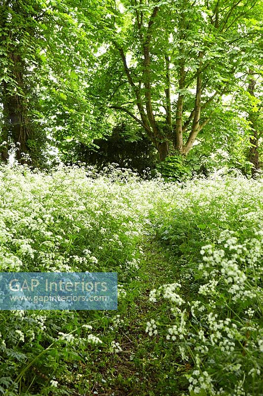 Drifts of Queen Anne's Lace growing in woodland garden