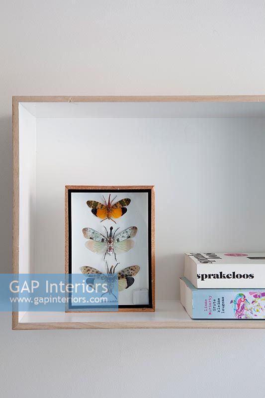 Moths in display case