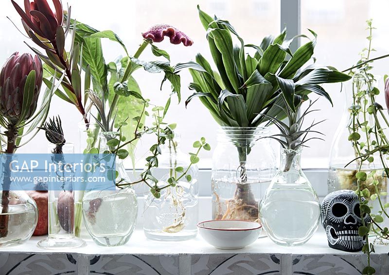 Houseplants and cut flowers in glass pots