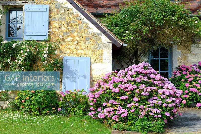 Stone house and Hydrangeas in flower